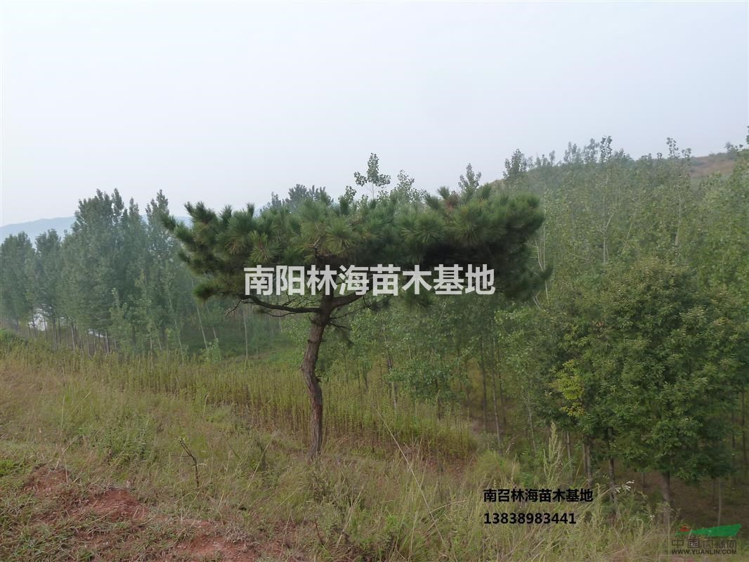 河南平頂松供應(yīng)基地,平頂松規(guī)格齊全