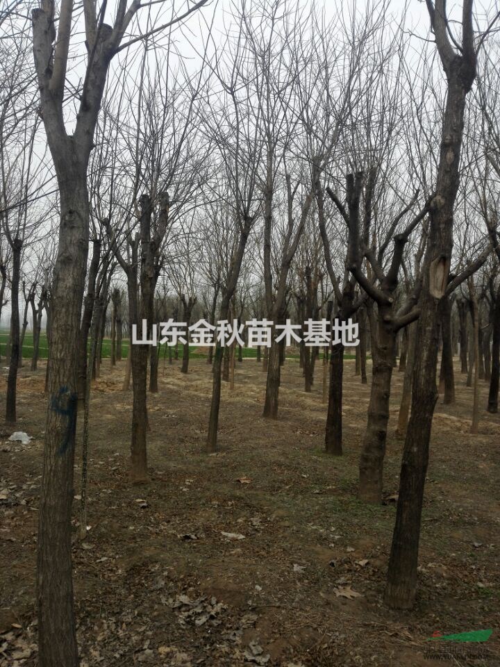 12公分國槐15公分國槐 垃圾國槐價格