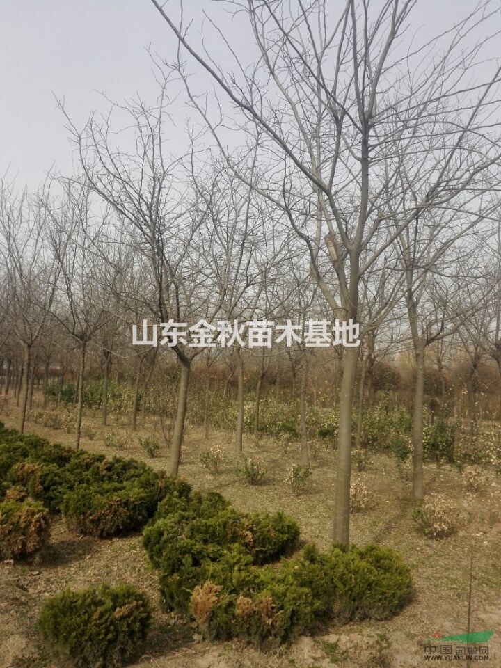 皂角樹價格 皂角樹報價