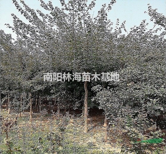 河南五角楓種植基地,南陽五角楓價(jià)格優(yōu)惠