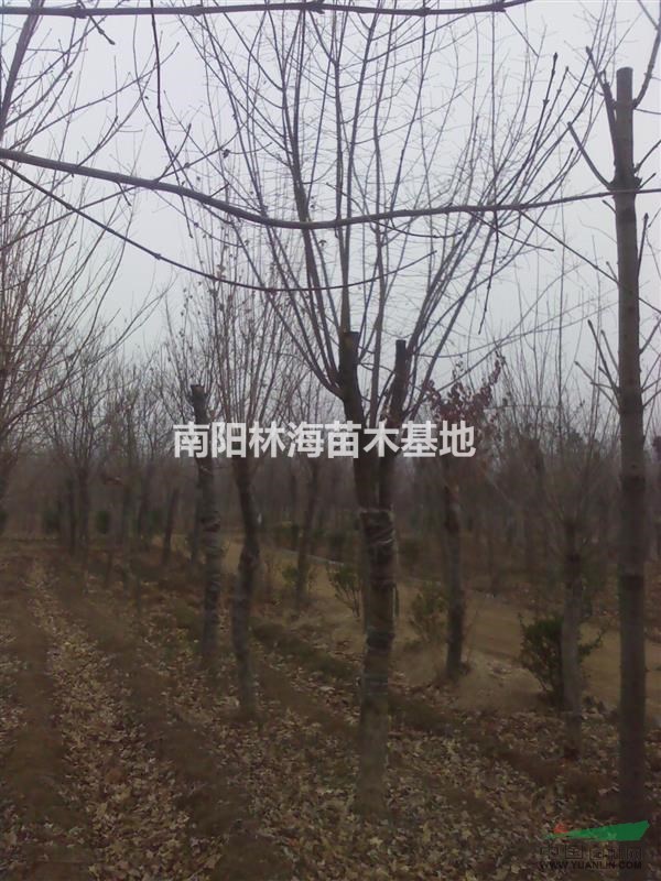 河南五角楓規(guī)格齊全,五角楓量大優(yōu)惠