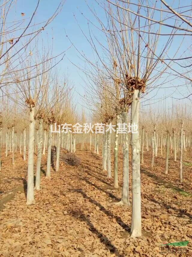 法桐價(jià)格 10公分法桐上車(chē)價(jià)格