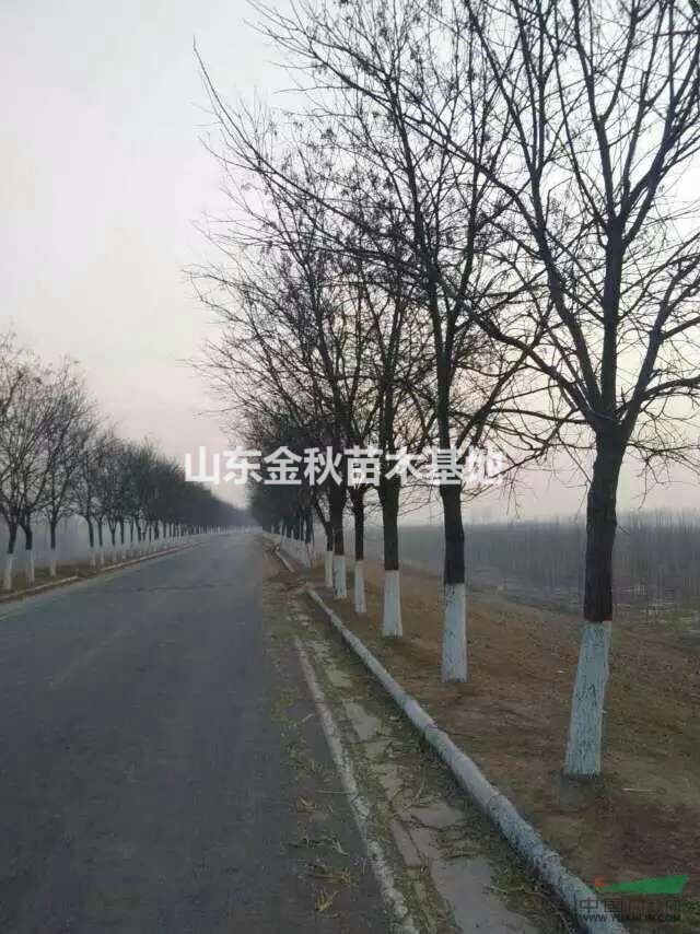 國(guó)槐價(jià)格 12公分國(guó)槐價(jià)格