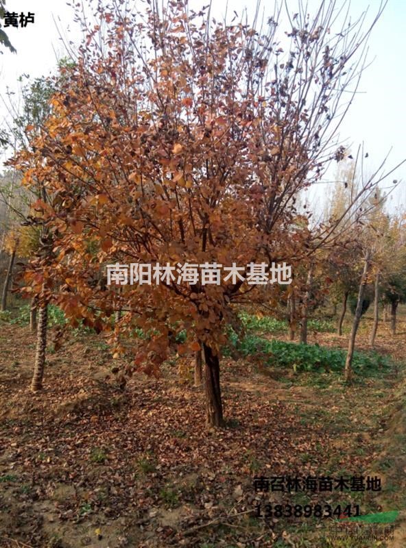 河南黃櫨專業(yè)種植基地,黃櫨價格優(yōu)惠