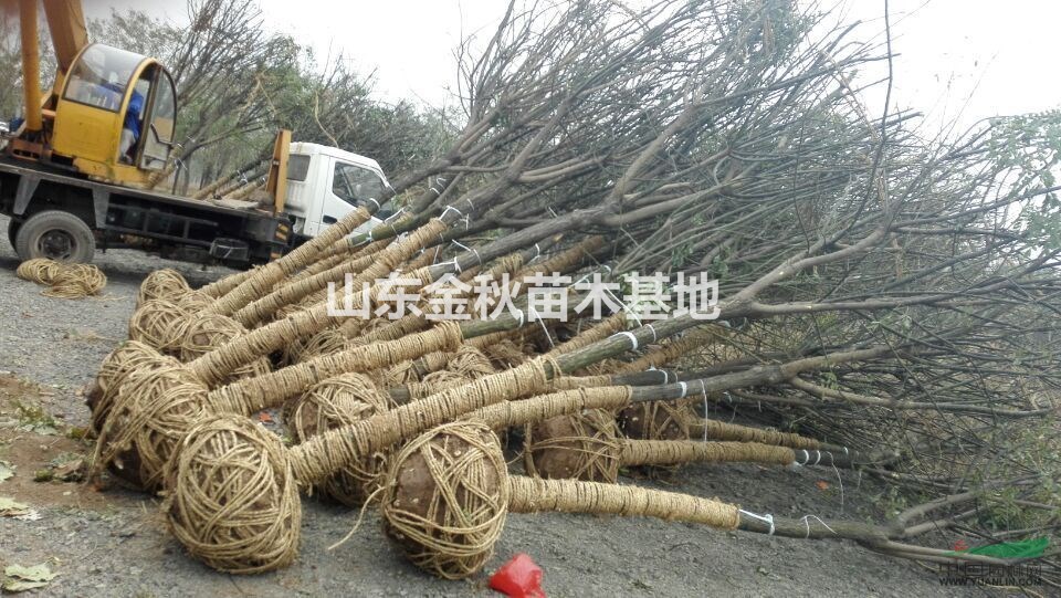 14公分國(guó)槐2016最新報(bào)價(jià)