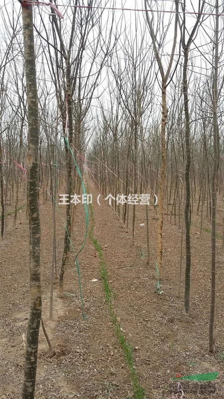 大量出售3-6公分國槐,國槐價格優(yōu)惠