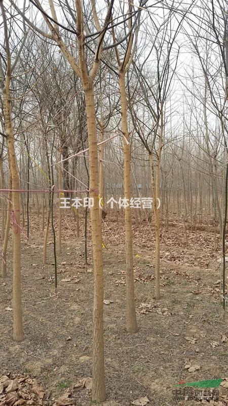 大量出售國槐、法桐、白蠟，國槐規(guī)格齊全量大優(yōu)惠