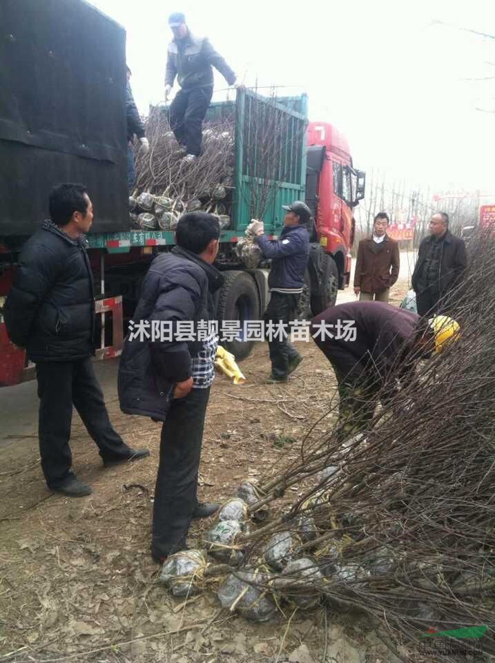 优质榆叶梅1-5公分价格 榆叶梅种植绿化