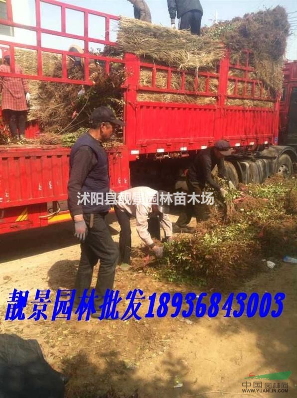 江苏金叶女贞种植 耐寒金叶女贞苗 金叶女贞绿篱苗