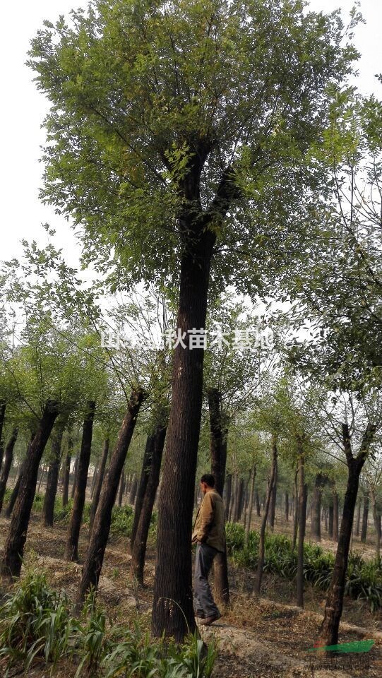 三年帽40公分國(guó)槐價(jià)格