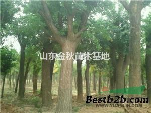 40公分國槐上車價(jià)格