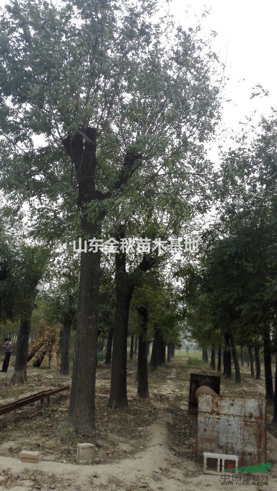 40公分國槐上車價(jià)格