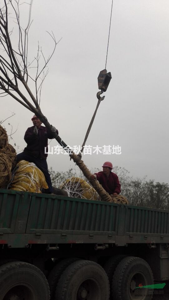 10公分國槐最低上車報價