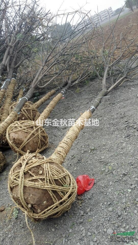 10公分國槐最低上車報價