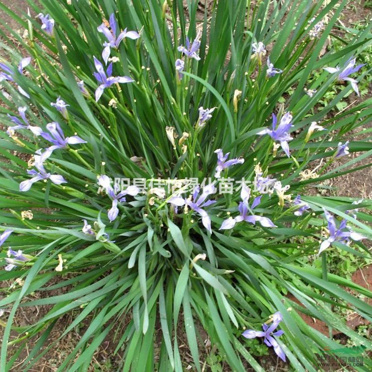 馬藺  地被植物馬藺小苗  馬藺價(jià)格便宜 園林綠化小區(qū)綠化