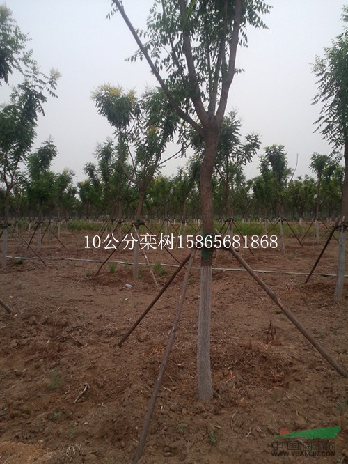 10公分白蠟260元