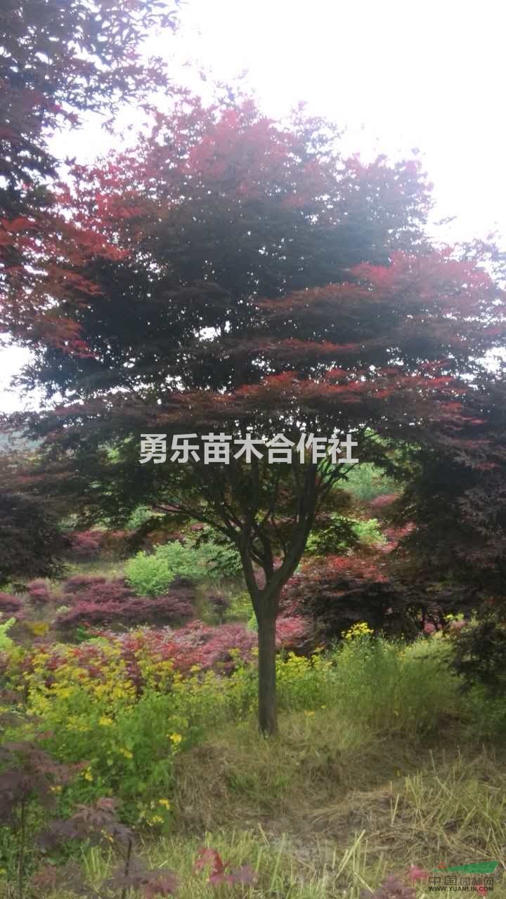 嵊州大紅楓種植基地，大紅楓量大優(yōu)惠