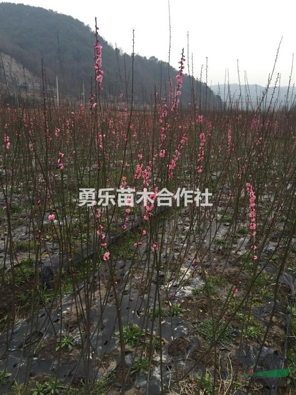 浙江嵊州花梅小苗大量供應(yīng)，花梅小苗量大優(yōu)惠