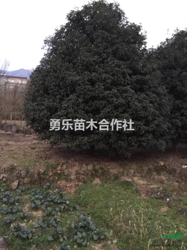 浙江小葉金桂規(guī)格齊全,小葉金桂價格優(yōu)惠