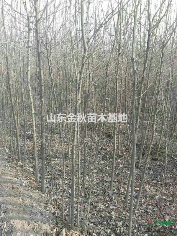 皂角 2公分皂角樹小苗價(jià)格