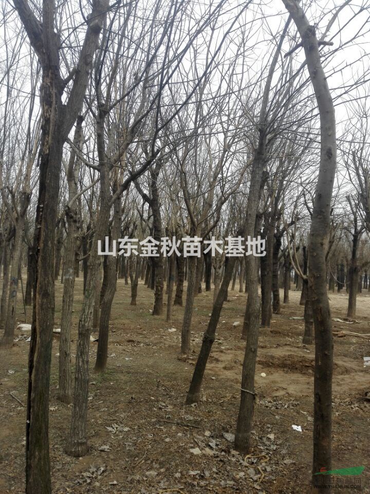 8公分10公分垃圾國槐價(jià)格