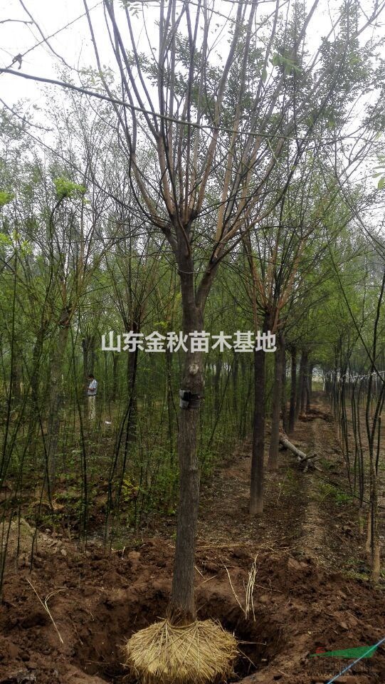 8公分10公分垃圾國槐價(jià)格