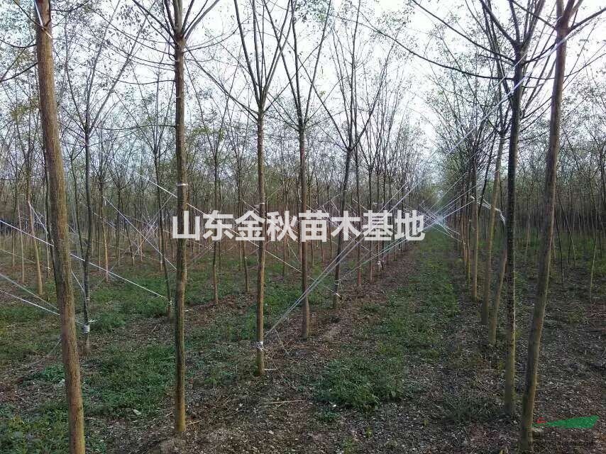 5公分6公分國槐小苗國槐