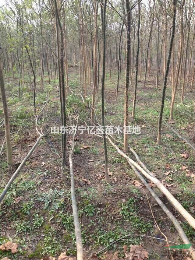 2公分國(guó)槐小苗批發(fā)價(jià)格3公分老式國(guó)槐小苗