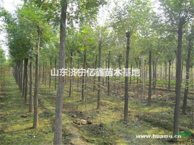 2公分國(guó)槐小苗批發(fā)價(jià)格3公分老式國(guó)槐小苗