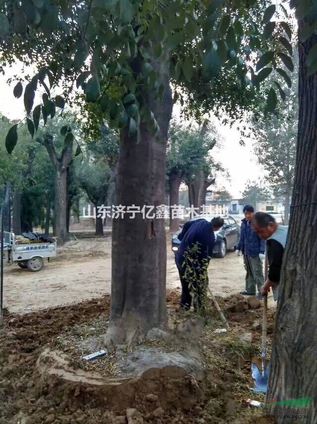 60公分大國槐多少錢60公分大國槐包活價(jià)格