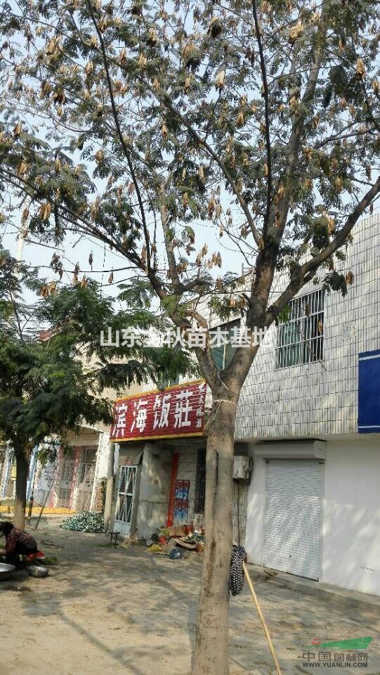 合歡價格 合歡樹報價