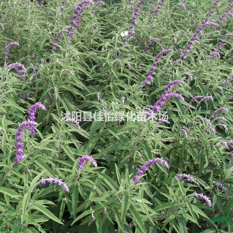 鼠尾草 地被植物鼠尾草 園林綠化  小區(qū)綠化