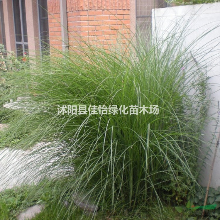 細(xì)葉芒 地被植物細(xì)葉芒 細(xì)葉芒草 園林綠化 小區(qū)綠化