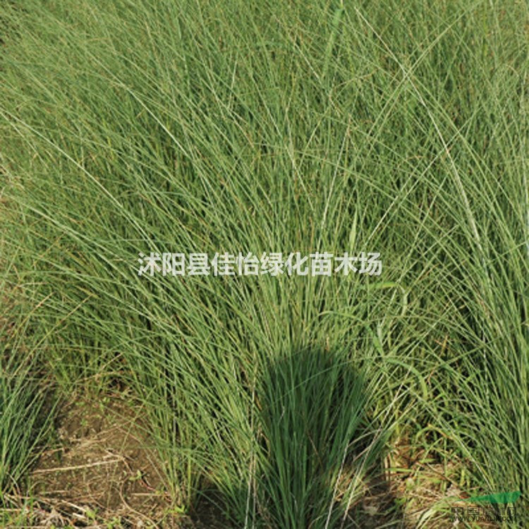 細(xì)葉芒 地被植物細(xì)葉芒 細(xì)葉芒草 園林綠化 小區(qū)綠化