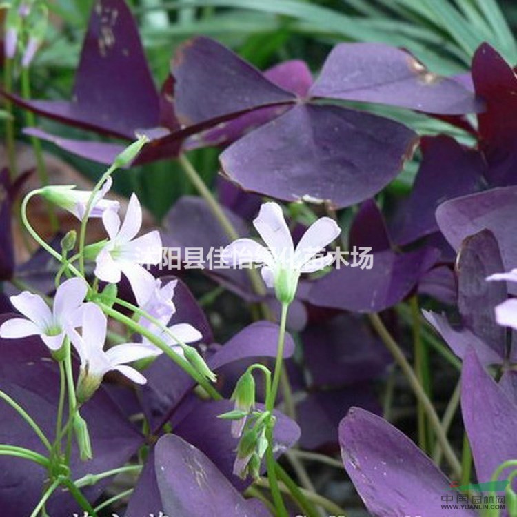 紫葉酢漿草  紅葉醡漿草   園林綠化小區(qū)綠化