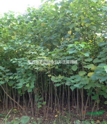 烏桕小苗急需處理