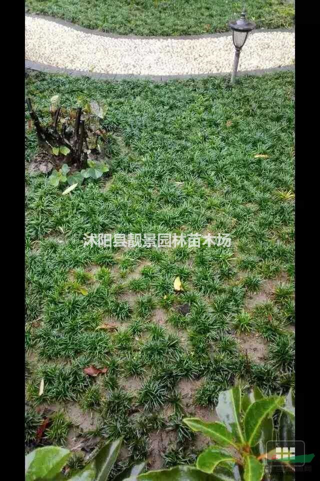 江苏日本矮麦冬价格.长青矮麦冬苗快递发货
