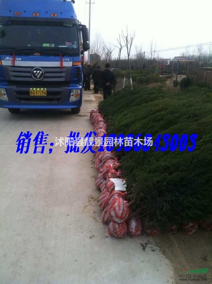 刺柏2018年价格.刺柏150公分高批发 高速公路用刺松