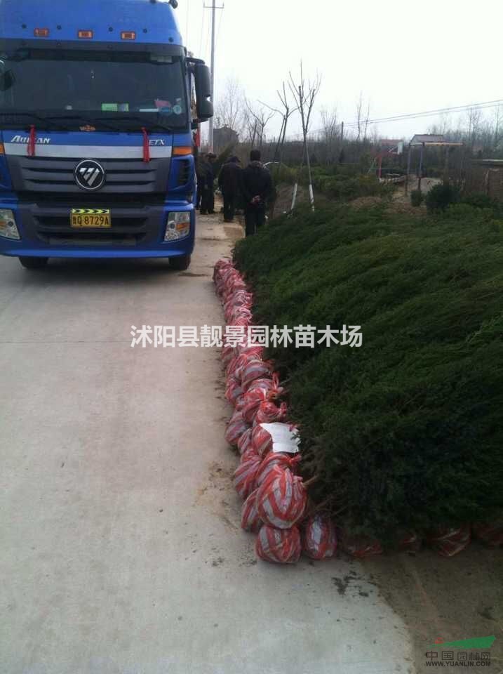 江苏刺柏图片.刺柏工程苗报价 .刺柏基地