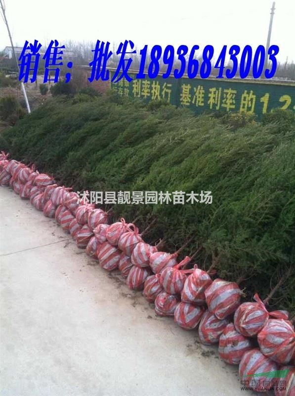 江苏刺柏图片.刺柏工程苗报价 .刺柏基地