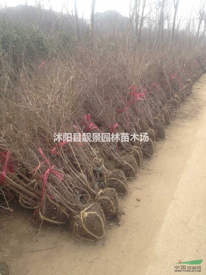 黄刺玫球基地.黄刺玫苗图片.黄刺玫绿篱苗
