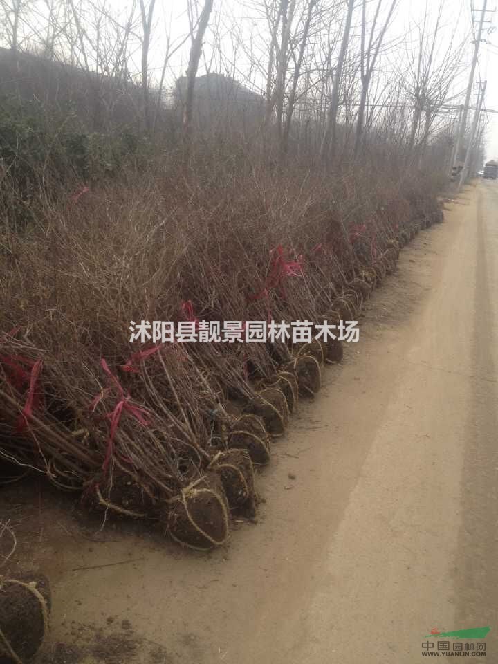 黄刺玫球基地.黄刺玫苗图片.黄刺玫绿篱苗