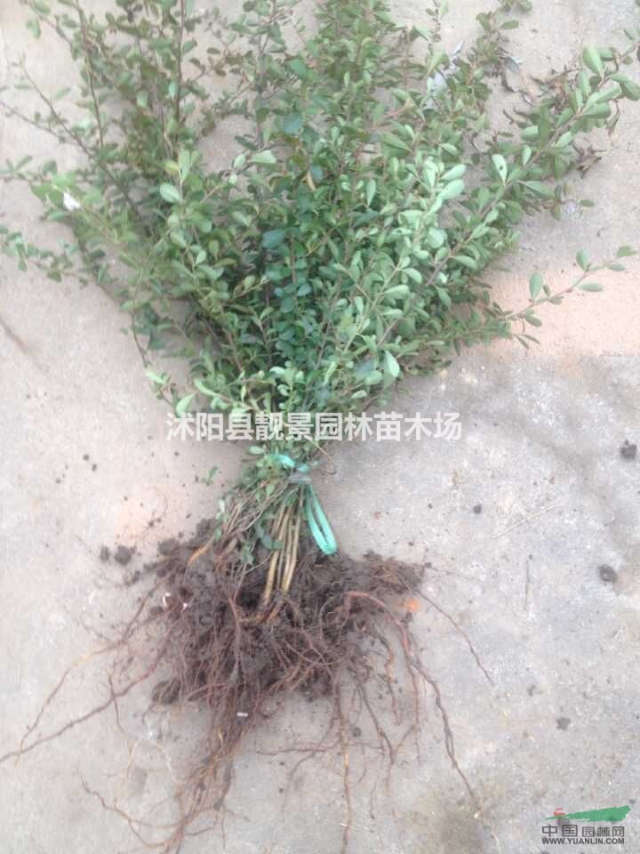 江苏火棘苗价格.火棘苗基地.火棘工程苗种植