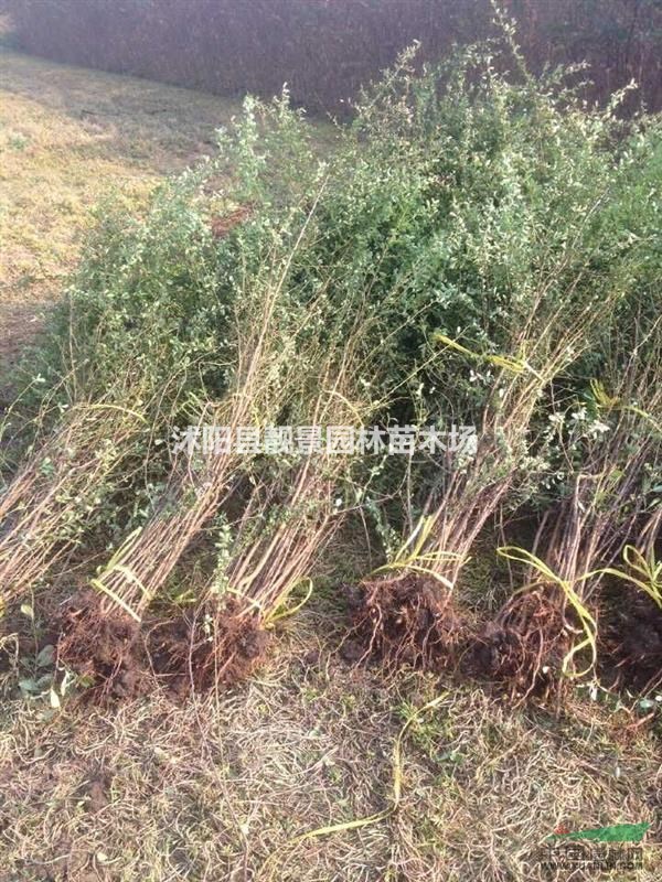 江苏火棘苗价格.火棘苗基地.火棘工程苗种植