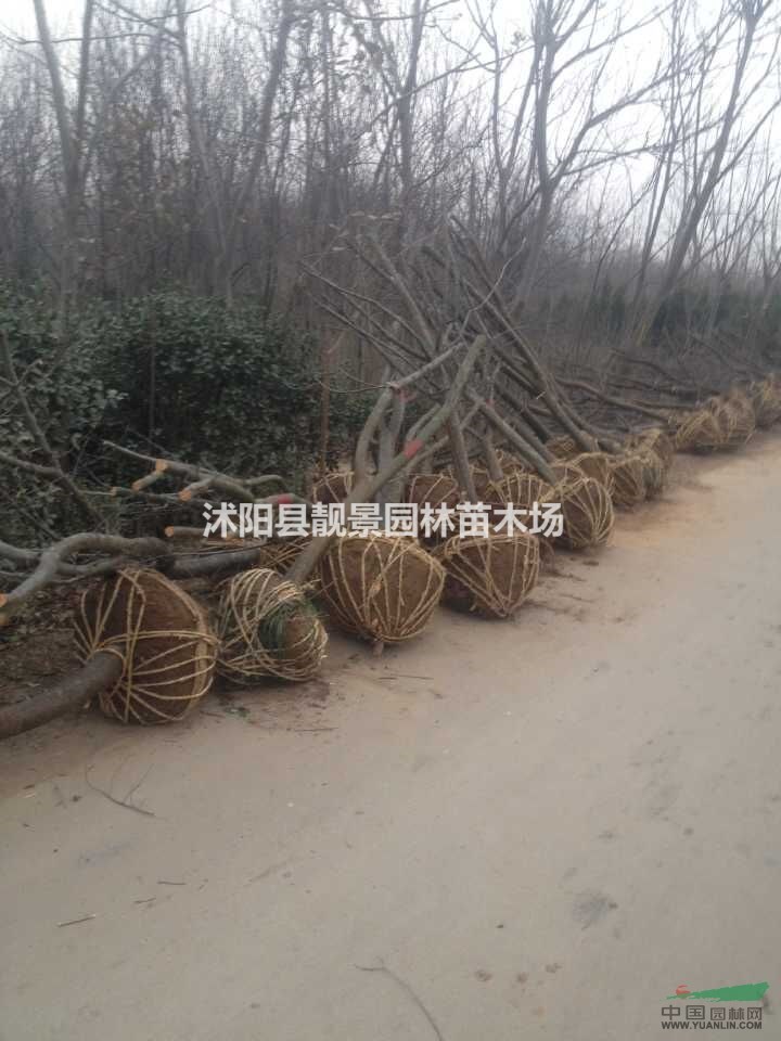 木瓜海棠图片，药用木瓜海棠基地，木瓜种植实惠