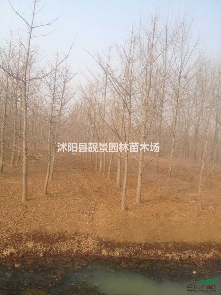 2018银杏树价格，种植银杏树价值，银杏1米高小苗