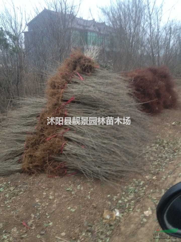 优质水腊60公分高 耐寒绿叶水腊苗 水腊图片