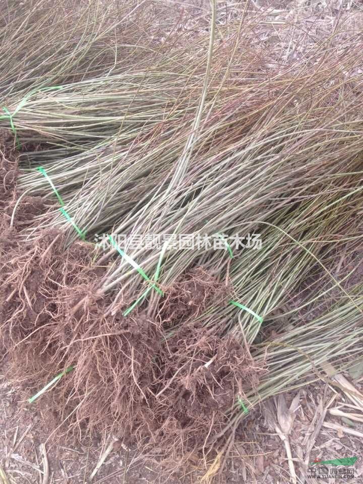 优质连翘50-120公分 连翘苗种植批发 连翘苗基地