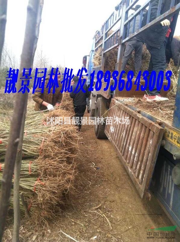 江苏连翘基地 .连翘种植实惠. 连翘80公分批发价格