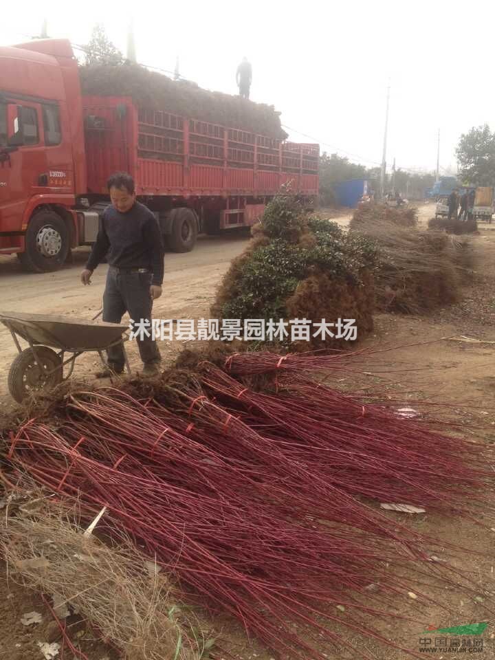 江苏优质红瑞木1米高,.红瑞木3分支基地 红瑞木种子批发